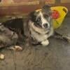 AKC  Australian Shepherd intact female blue merle