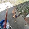 Chihuahua Stud 2 years old