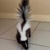 2 Skunks for sale free shipping anywhere