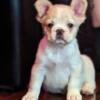 AKC French Bulldog Puppy Visual Fluffy