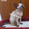 TICA Devon Rex Female Kittens Looking for Love Exp. Small In-Home Breeder w/References