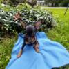 Miniature pinscher Happy go lucky