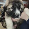 3/4 kangal 1/4 mastiff