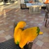 Golden Conure Pair Parrot