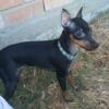 Miniature pinscher tiny black & rust and stag red adorable female puppy