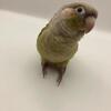 Beautiful cinnamon female conure 
