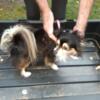 long haired Chihuahua not fixed not neutered