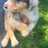 Miniature Australian Shepherd