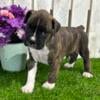 Adorable Boxer Puppies - AKC Registered Litter (Born 06/16/24)