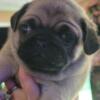 CKC Male Pug Puppies