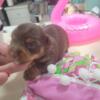 Female Purebred Yorkie Chocolate parti, born 8/30/24