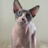 Tica registered sphynx kittens