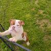 English bulldog puppies 