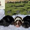 American Cocker Spaniel 