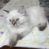 Pure Bred Lynx Point Himalayan Kitten