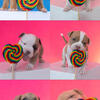 Puppies looking for forever family