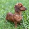 Hello there meet our red dappled mini doxie male 