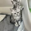 Scottish fold males straight/fold ears