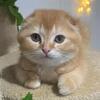 Scottish fold orange chinchilla male kitten