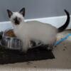 Purebred Siamese Kittens For Sale