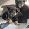 Purebred german shepherd puppies