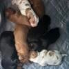 ONLY TWO LEFT AKC Cavalier King Charles Spaniel Puppies