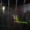 Green cheek conures