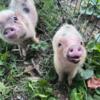 Registered American Mini Pigs