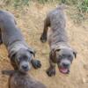 Cane corso puppies for sale