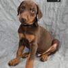 Gorgeous Doberman Pinscher Puppies 