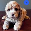 Australian Labradoodle Puppy (Sapphire)