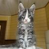 Blue Eyes Maine Coon Kitten Sweet Ready by early June - SOLD