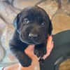 Labrador Retriever puppies Akc