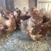 Goldstar chickens, 5 months. Just started laying. Docile and great production.