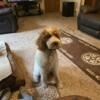 AKC Red and White Moyen size Male Parti Poodle for stud