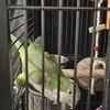 Green quaqer parrot (2 year old)