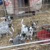 Australian cattle dogs farm raise to herd cattle