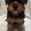 Female Yorkshire Terrier puppies