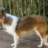 Elijah, sweet beautiful male sable collie