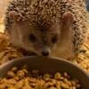 Hedgehog -   Long-Eared hedgehog proven breeding pair