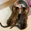 Then there was 1! rehoming show cat kitten