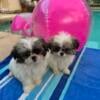 Pomshi extra tiny 10 wk imperial males $600