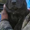 Cane Corso puppies