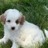 Daphne Miniature Goldendoodle