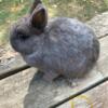 Netherland Dwarf Rabbits