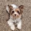 Female CKC Chocolate Parti Yorkie