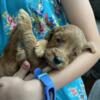 Goldendoodles- we breed for families! Forever homes in June!