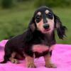 Female dachshund
