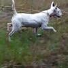 English Bull Terrier Female