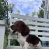 AKC female, long haired chocolate/tan piebald dachshund puppy